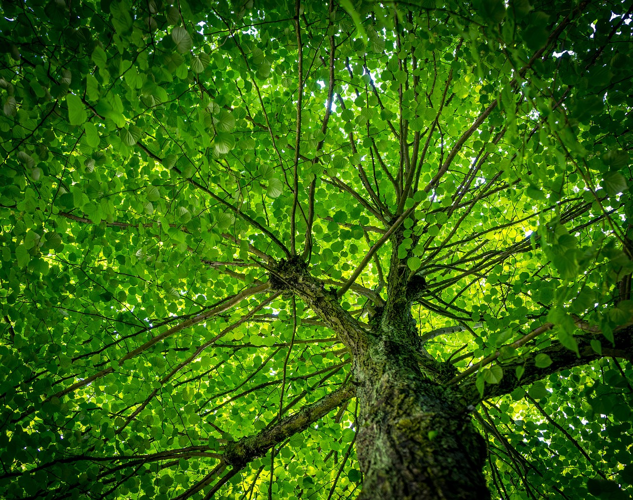  leaves image
