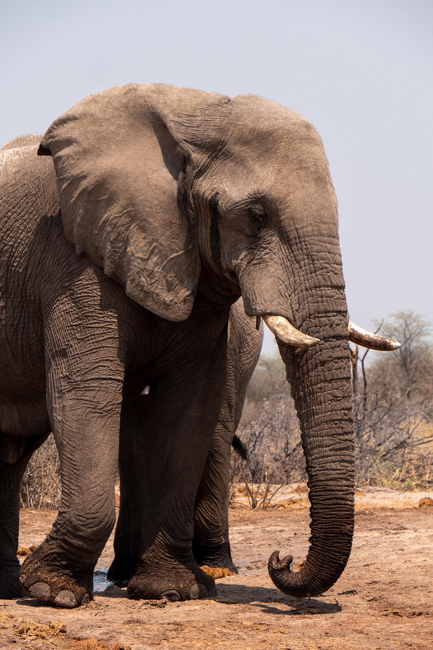 Animal Image