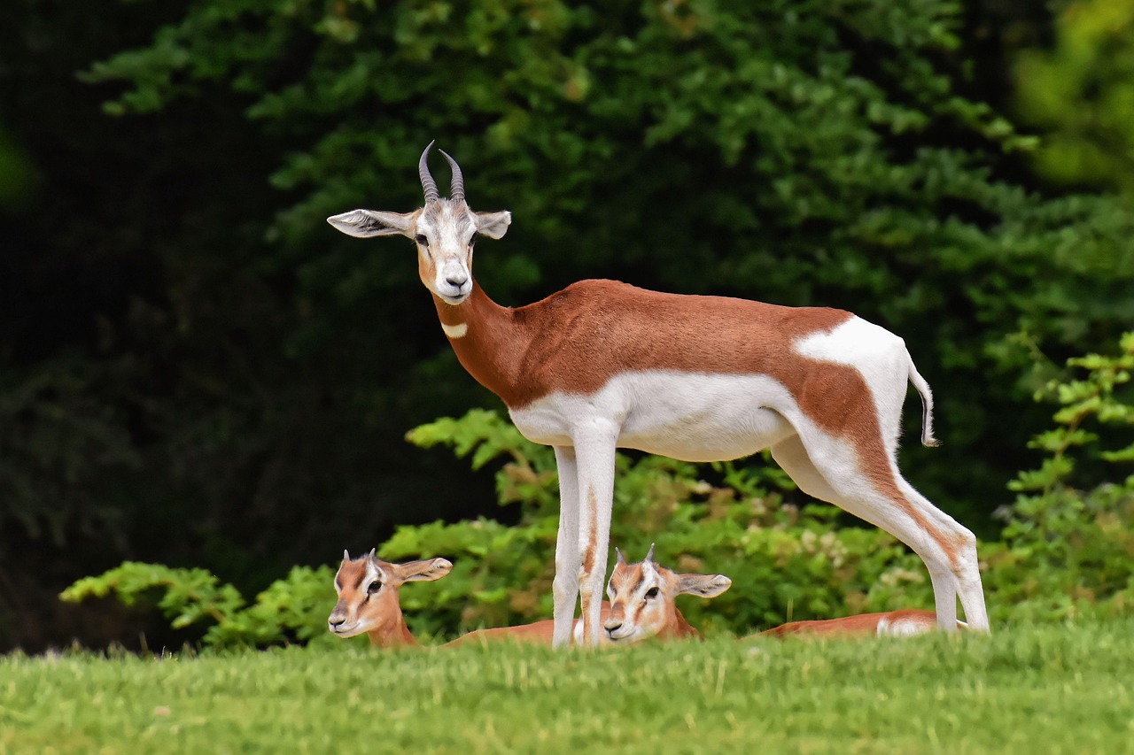 Animal Image