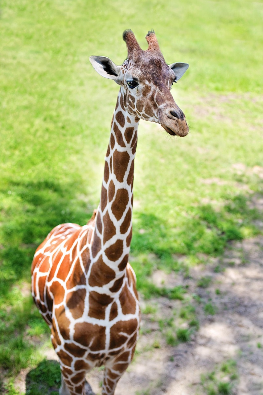 Animal Image