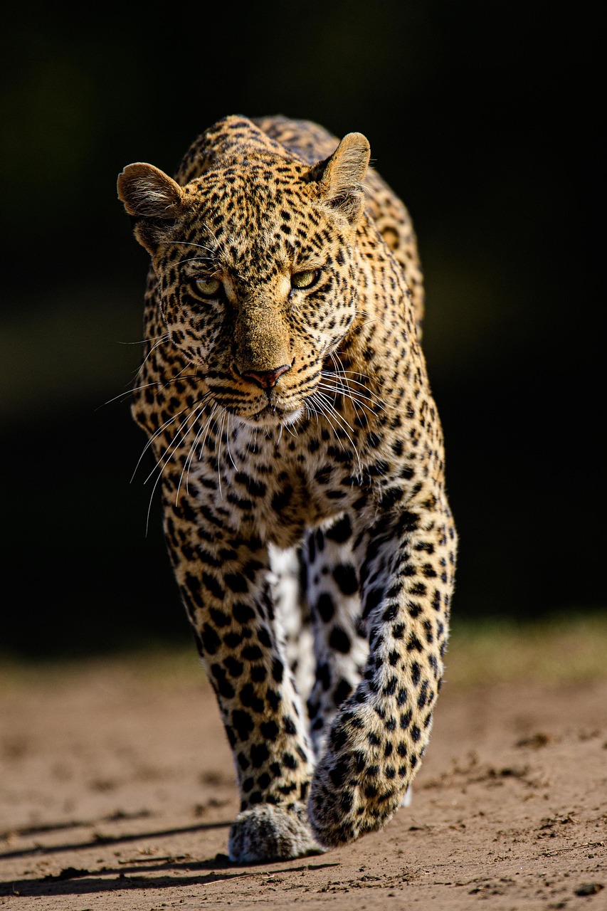 Animal Image