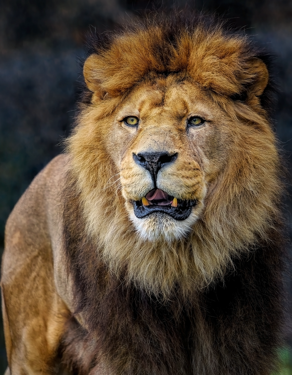 Animal Image