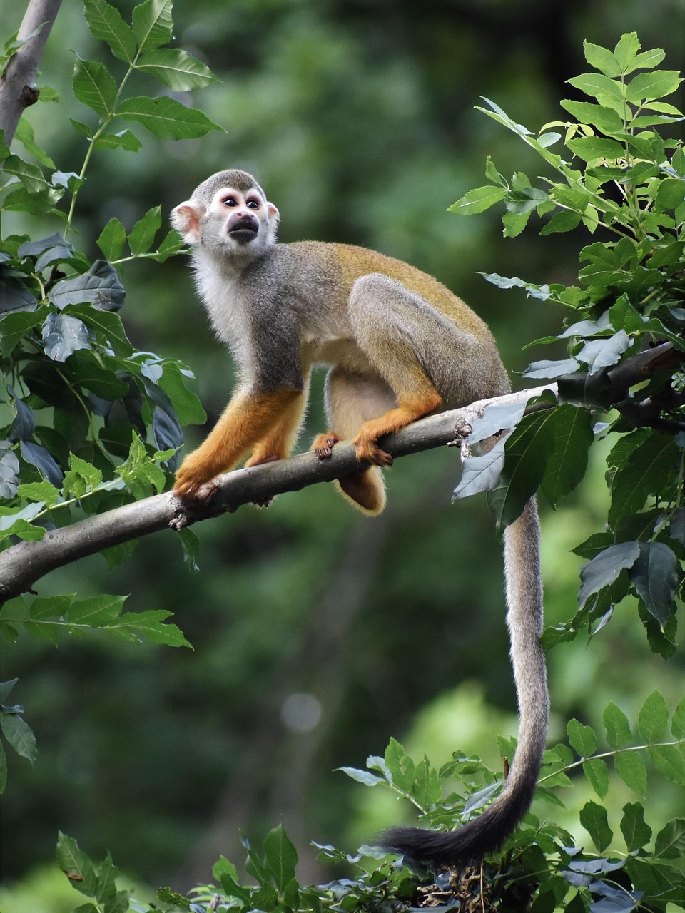Animal Image